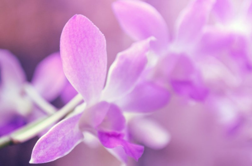 purple_flowers_hires.JPG